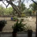 VENTA | Granja de 3.130 m² ubicado en el sector El Tamarindo, municipio Palavecino del estado Lara